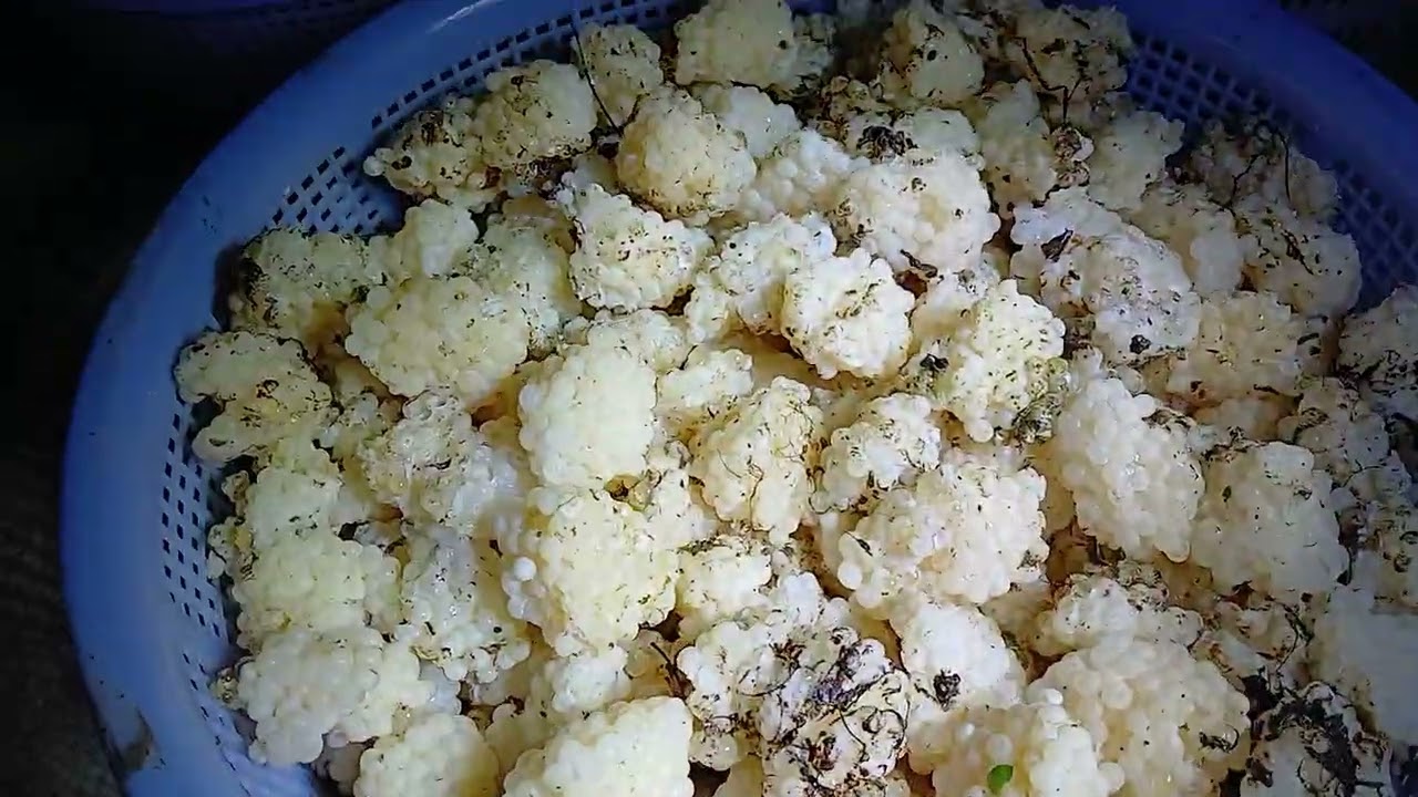 Anh chị cần giống trứng điện. 0353830243