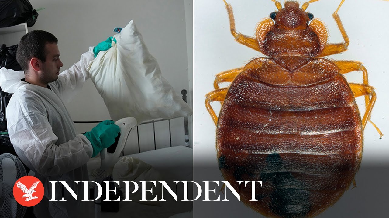 Pest control technician fumigates apartment as bedbug infestation sweeps Paris