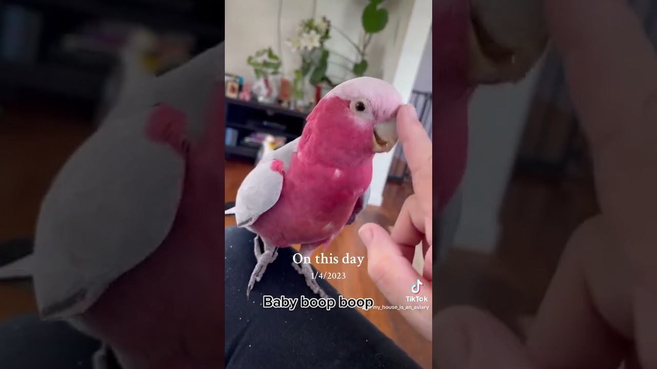 Clever galah&rsquo;s sweetest boop boop 🥰 #talkinggalah #talkingbird