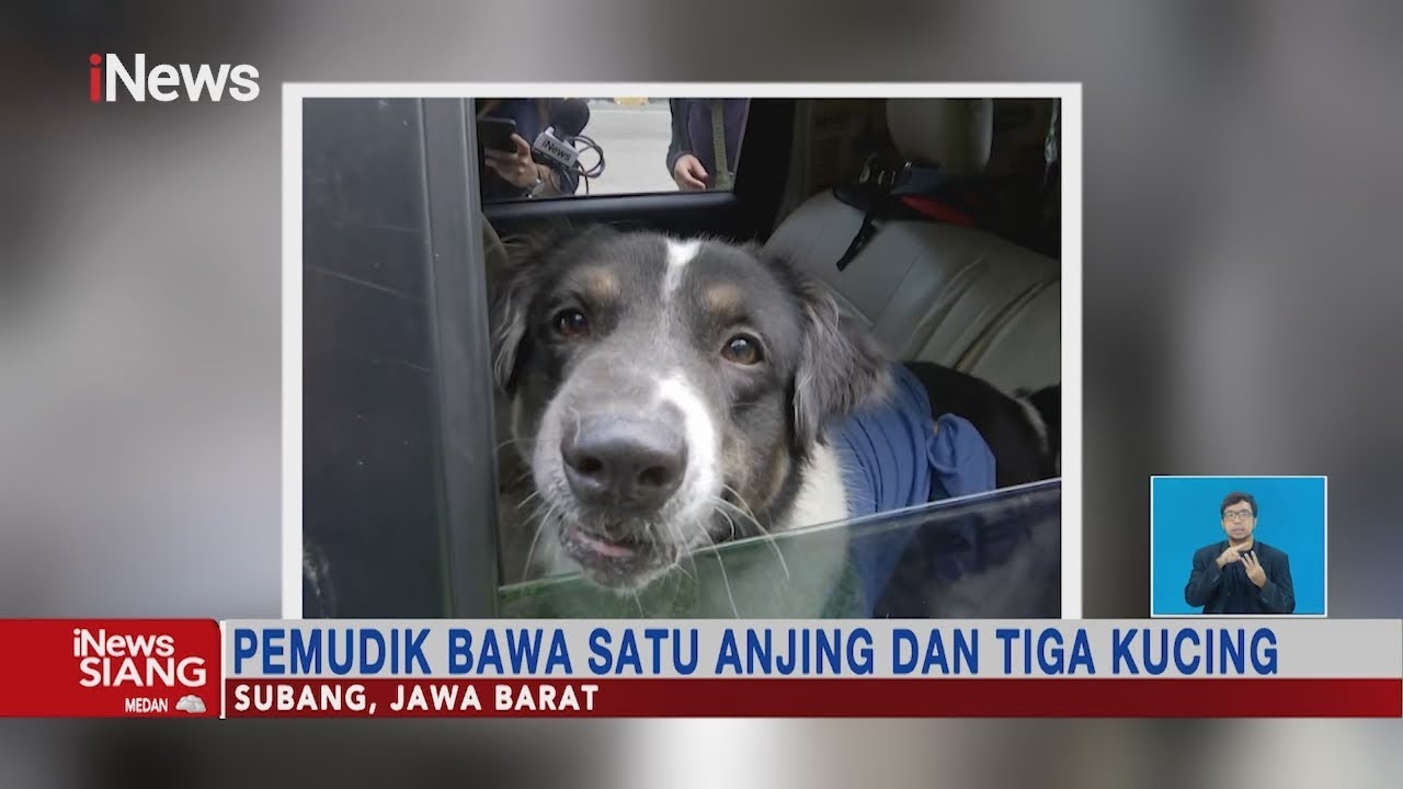 Pemudik Bawa Hewan Peliharaan Saat Pulang Kampung Agar Memastikan Hewan Terawat #iNewsSiang 03/05