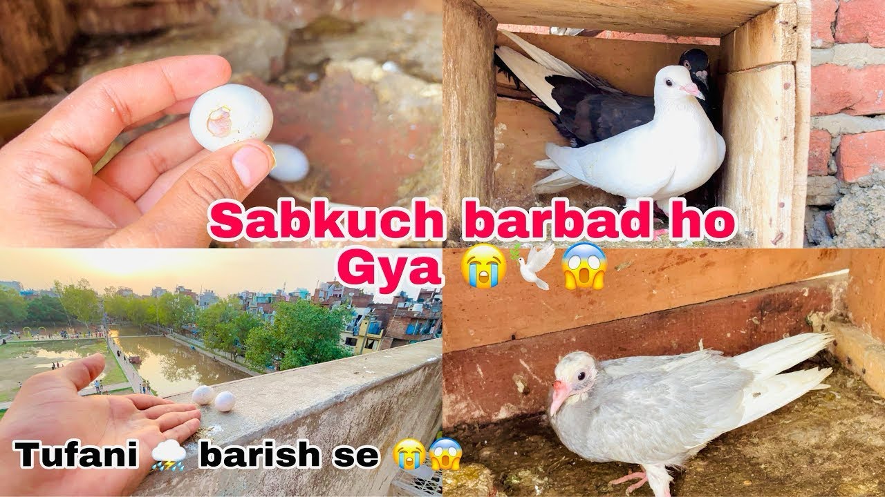 Mere Kabutaro Ke Sath Ye Kya Ho Gaya Aj 😱🕊️😭 !! 