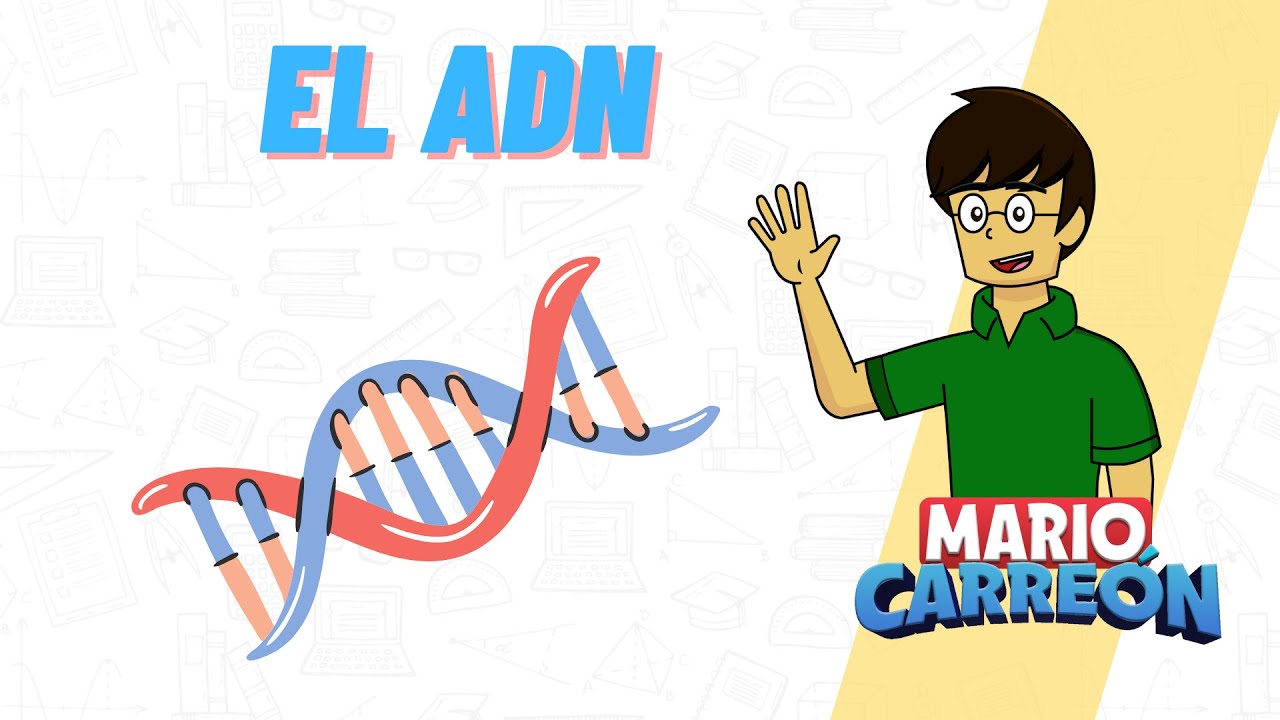 El ADN 🧬