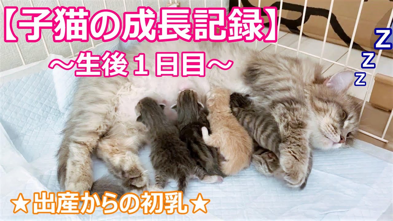 【子猫の成長記録♡マンチカン短足♡タマちゃんの子育て】2020年11月最新ブリーダー情報!!∼タマの日常Vol.24∼猫の子育て動画♡猫専門ブリーダー『ペット蔵人』