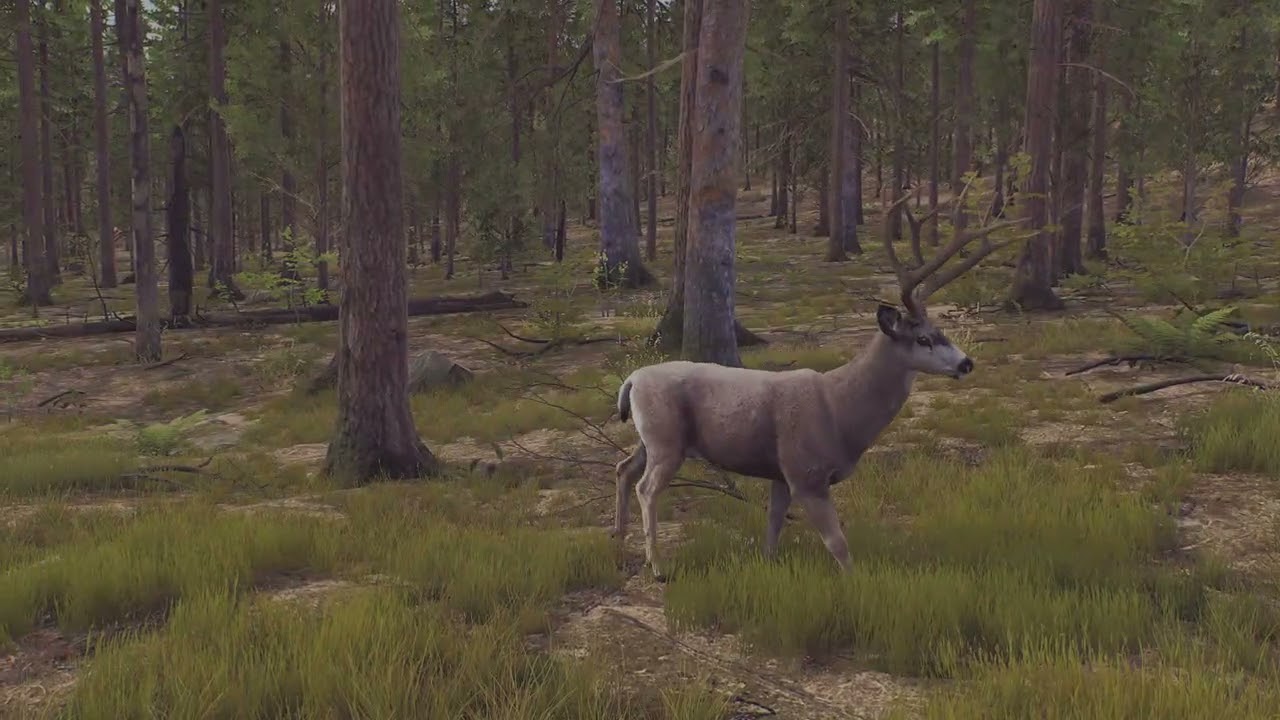 Way of the Hunter 5 Star Mule Deer at Diamond Drill 🎯🦌