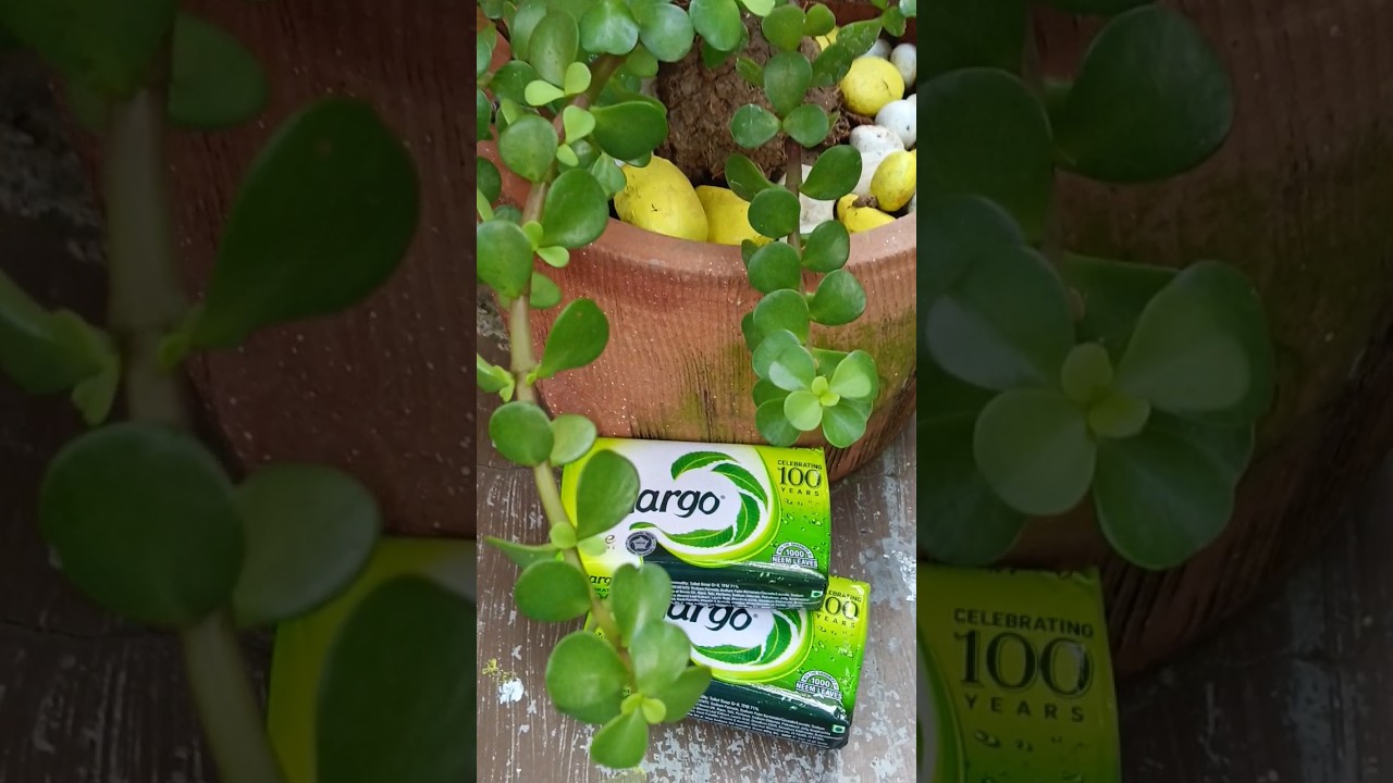 Margo Neem soap 🧼🫧 