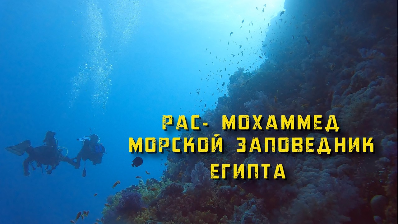 Red Sea Diving in 4K | From Ras Muhammad, Egypt 2026 #dive #scubadiving #дайвинг