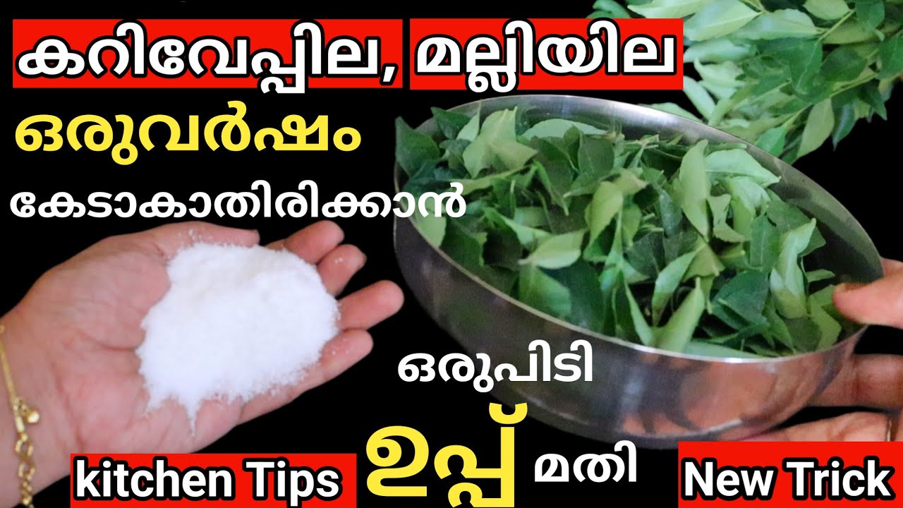 വെറും ഒരേഒരു പിടി ഉപ്പ് കൊണ്ട് ഒരുവർഷം കറിവേപ്പില മല്ലിയില പുതിന എല്ലാംകേടാകാതെ ഇരിക്കും സൂത്രം|Tips
