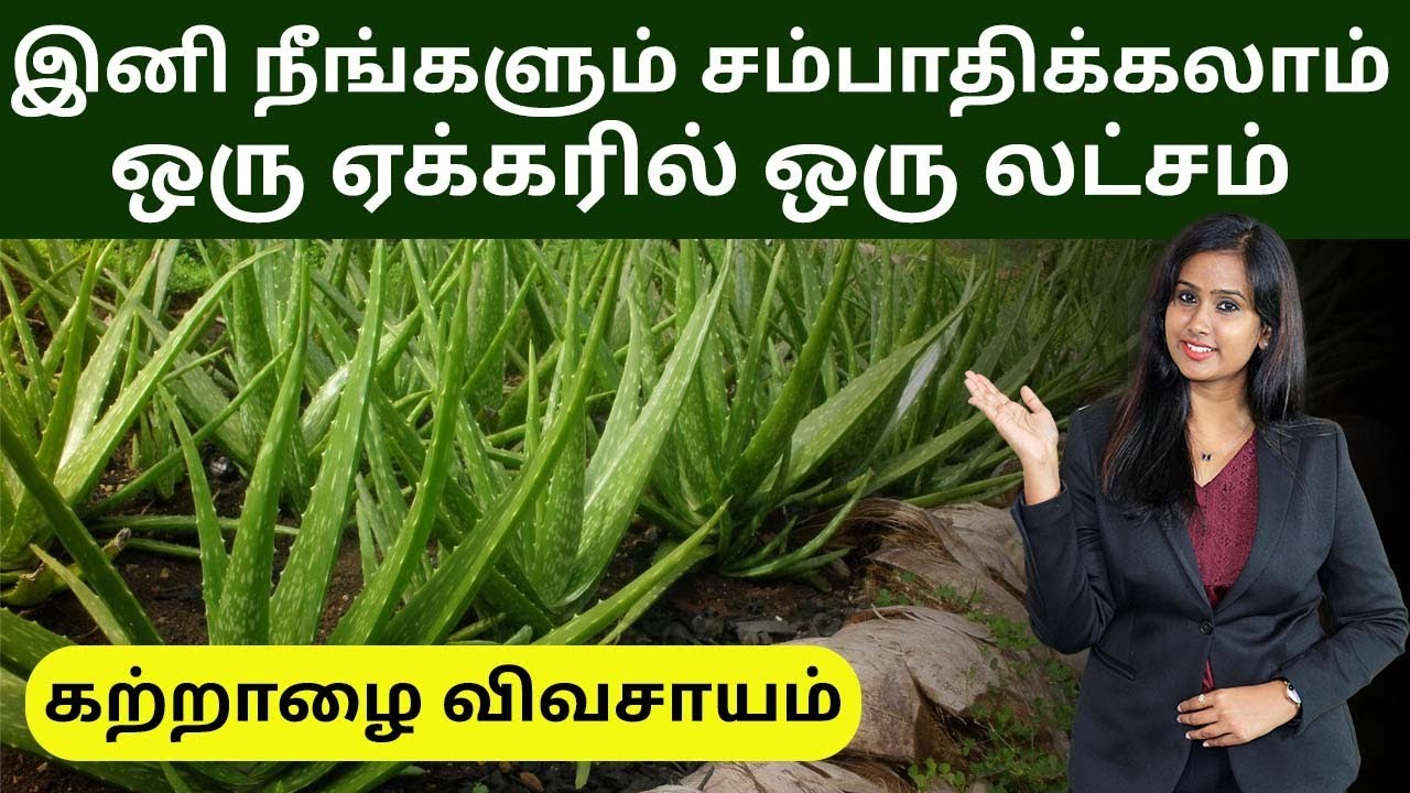 A Plant with Many Health and Wellness Benefits | Aloe Vera Farming in Tamil | Bala Saraswathi