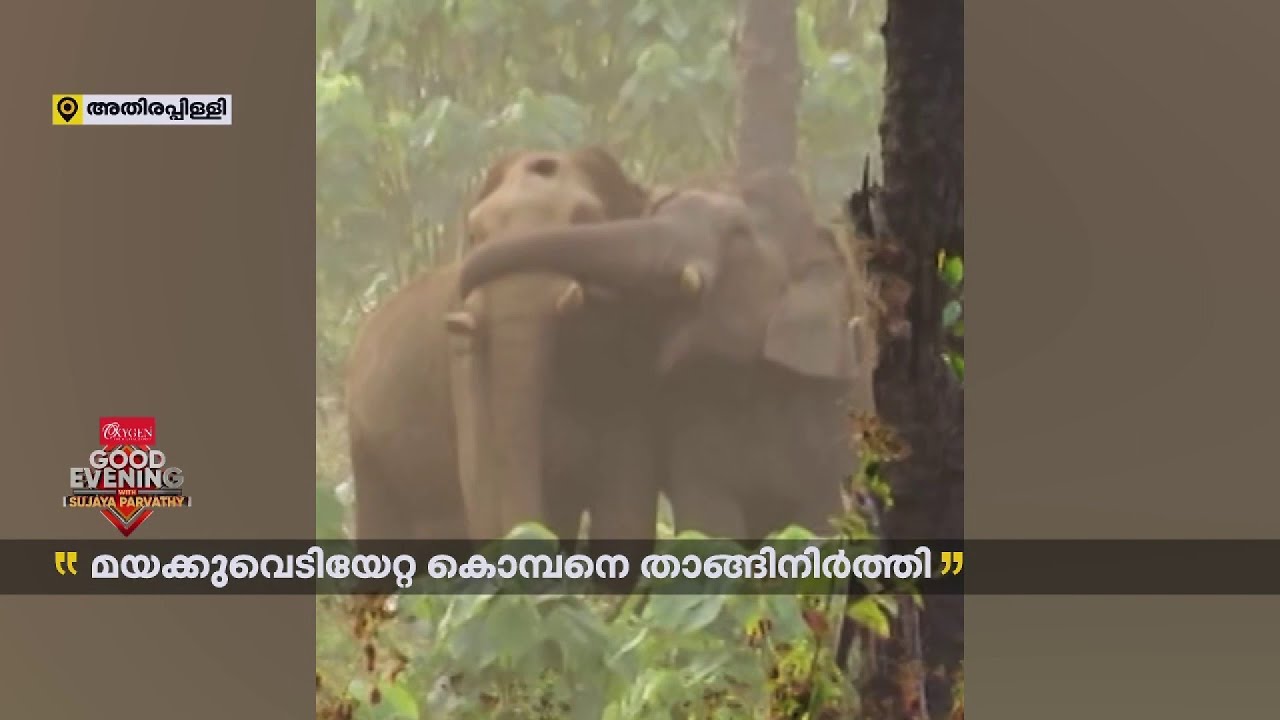 മയക്കുവെടിയേറ്റ കൊമ്പനെ താങ്ങിനിർത്തി ഏഴാറ്റുമുഖം ഗണപതി |