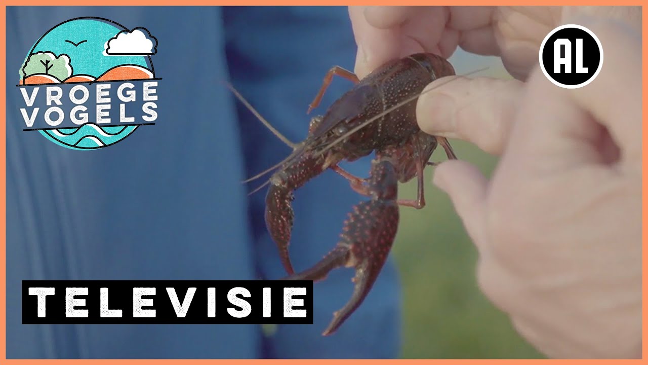Invasie van uitheemse rivierkreeften | TV | Vroege Vogels