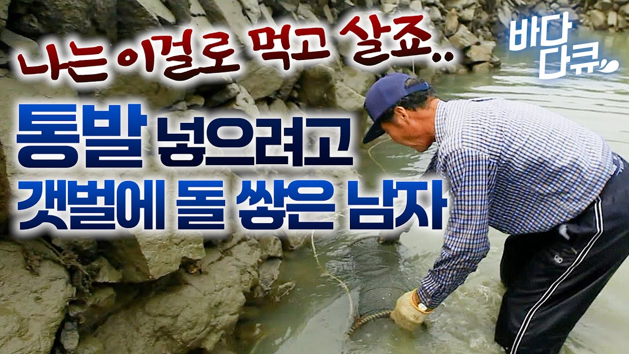 배 없이 걸어서 고기 잡으러 가는 남자.. 먹고 살 만큼 잡힌다는 갯벌 통발 열어봤더니  / #바다다큐
