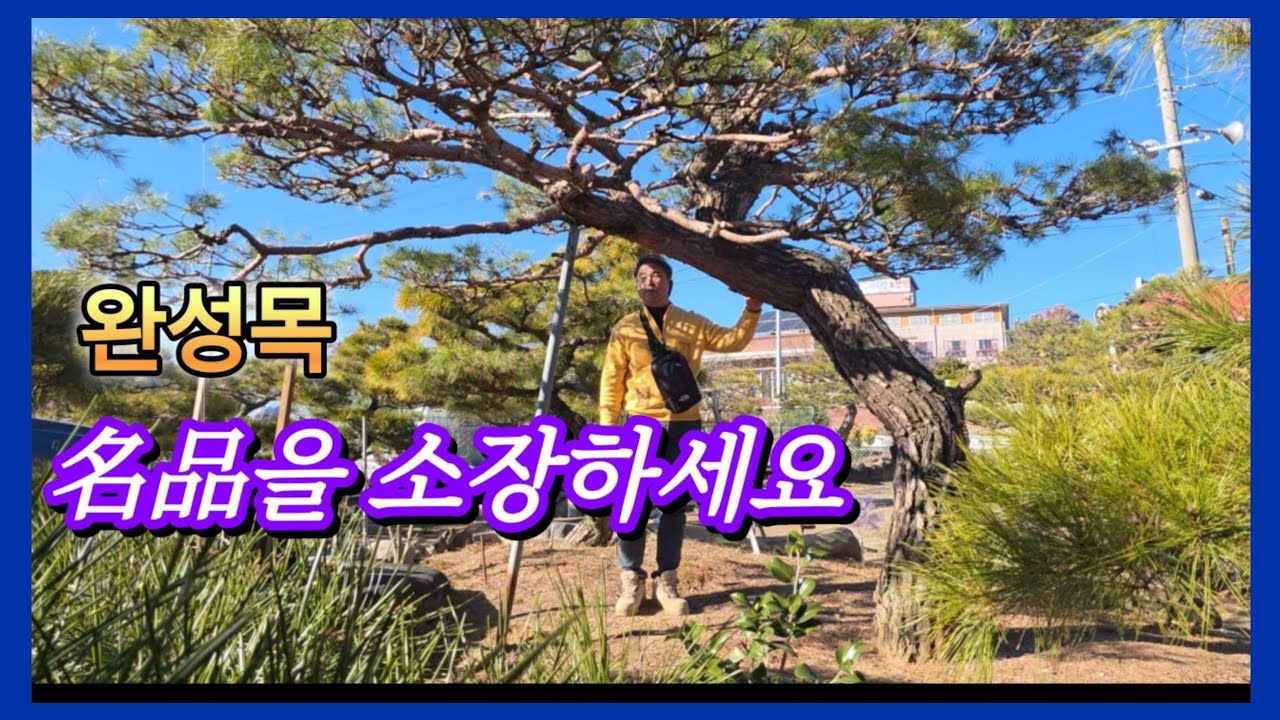 1407번 #소나무특수목 {{{판매중}}} 완성목의 품격이 느겨지는 名品을 소장하세요 판매가격은 더보기란에  #특수목 #정원수판매 #소나무 #적송 #홍송 #암반송