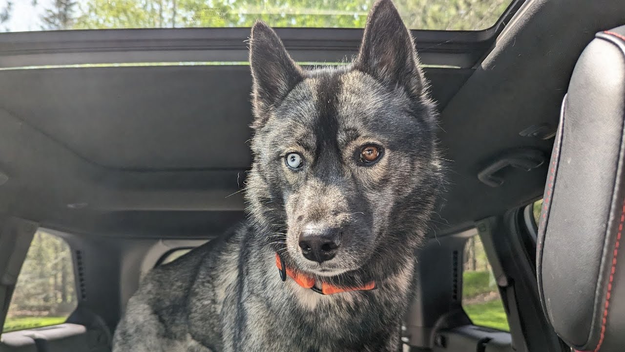 Taking My Dog to the VET!
