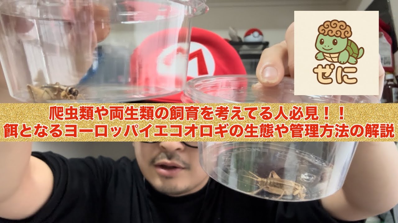 爬虫類や両生類の飼育を考えてる人必見！！餌となるヨーロッパイエコオロギの生態や管理方法の解説