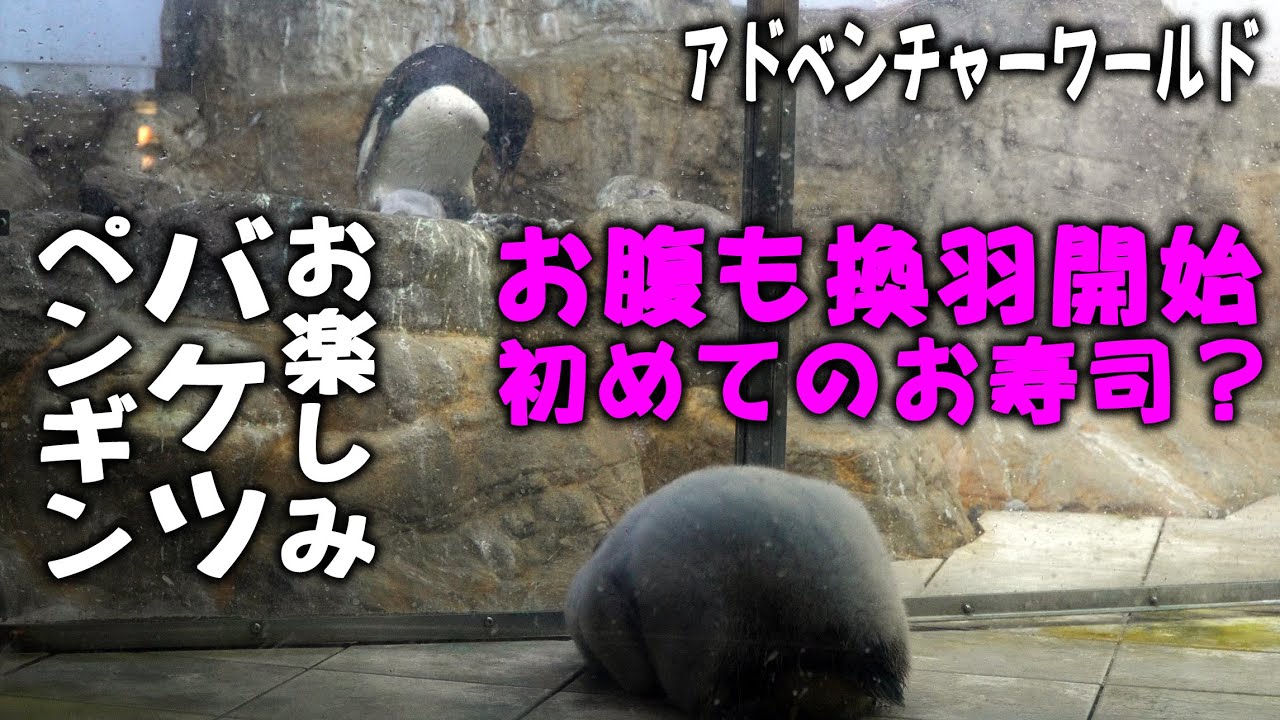 【お腹も換羽ああ、赤ちゃんが終わる】アデリー赤ちゃん見てコックリ・爆太りヒゲペンギン赤ちゃんの体重は？！