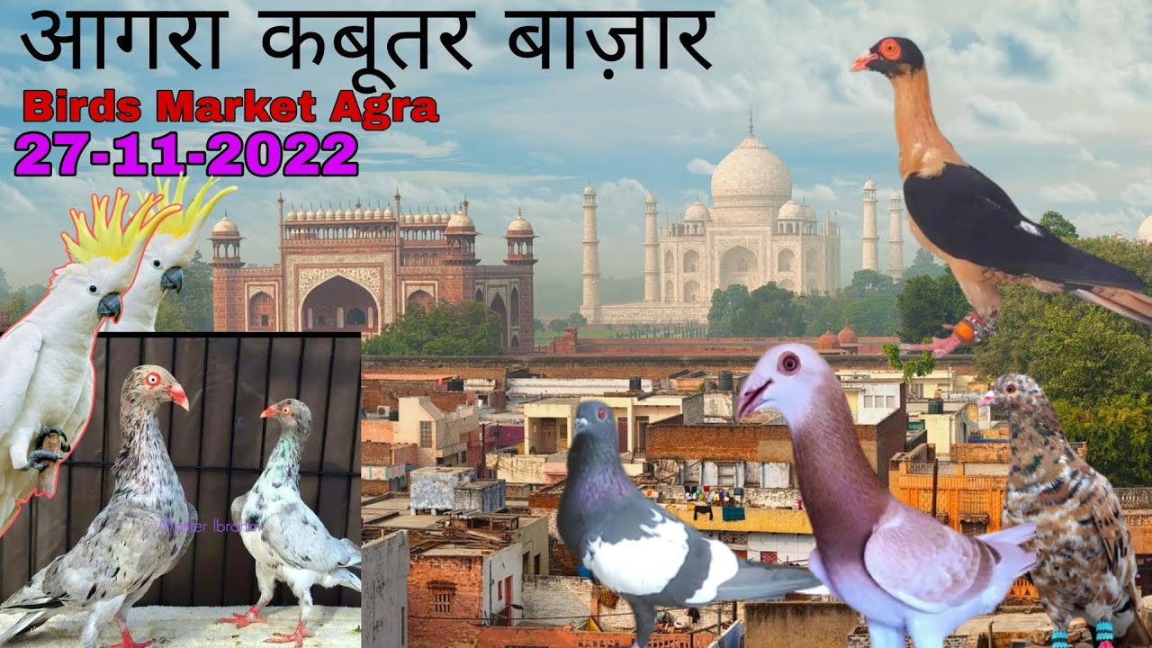 Agra kabootar market 27-11-2022. आगरा कबूतर बाज़ार। Agra birds market