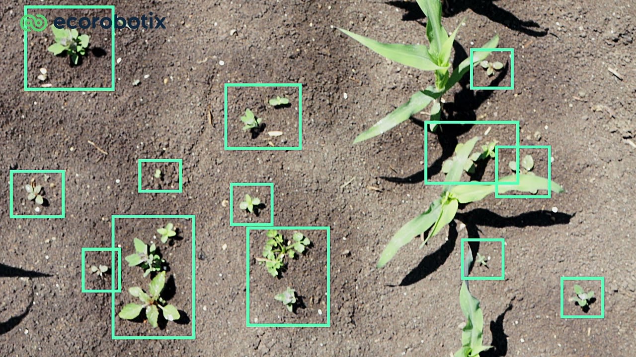 Corn field : Weed control - june 2022