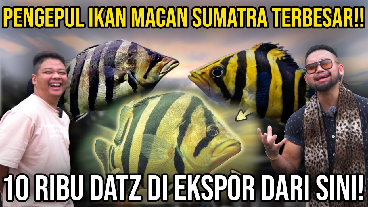 PENGEPUL IKAN MACAN SUMATRA TERBESAR!! 10 RIBU DATZ DI EKSPOR DARI SINI!! JAMBI SUPERBULLS