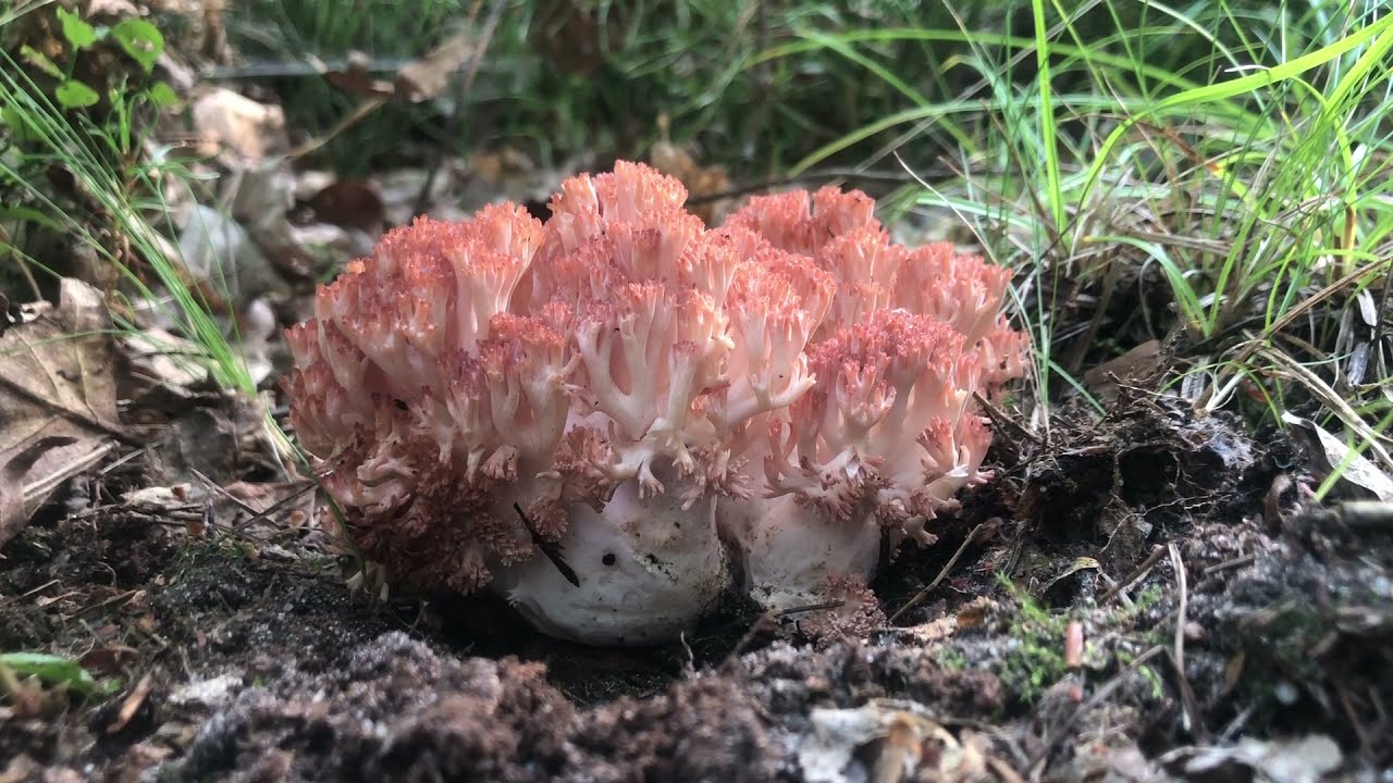 Koral&oacute;wka czerwonowierzchołkowa (Ramaria botrytis) - rzadki grzyb przypominający koralowca