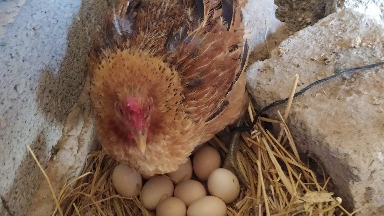 تقراق الدجاج على البيض فالنغورة بطريقة تقليدية كفاش وعلاش دخلو تشوفو،🐔🐔🐤🐤