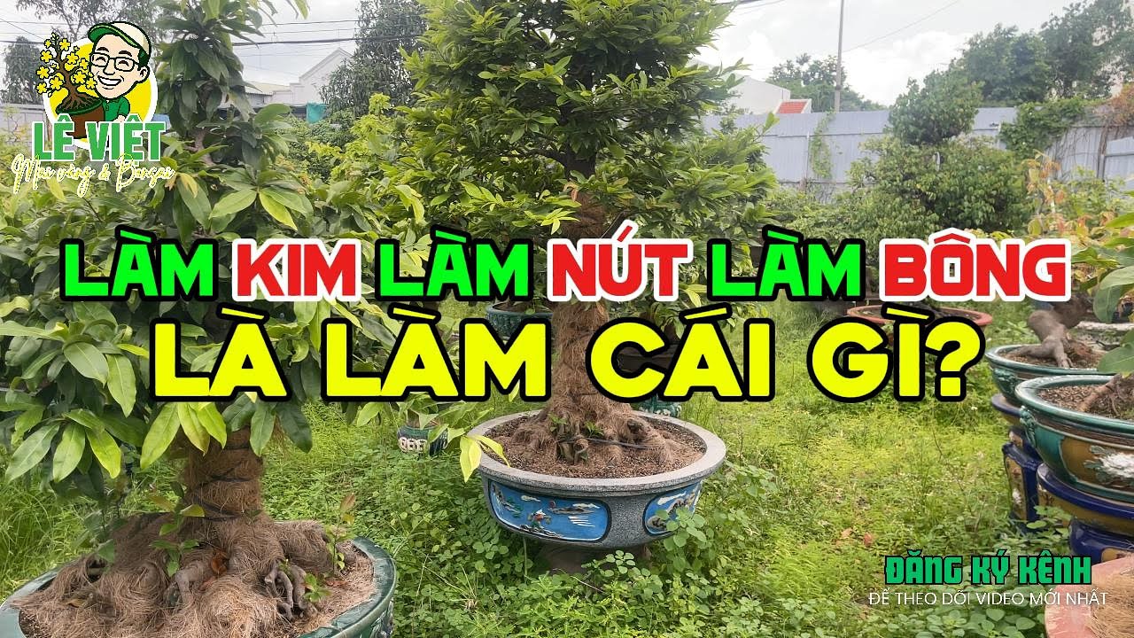 làm Kim - làm Bông - làm Nút trên cây Mai Vàng là làm những cái gì và làm như thế nào?