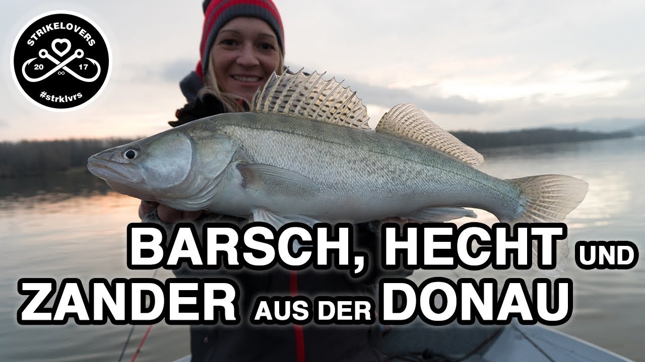 TRIPLE! - Barsch, Hecht und Zander aus der Donau beim Vertikalangeln und Spinnfischen 🎣❤️ #strklvrs
