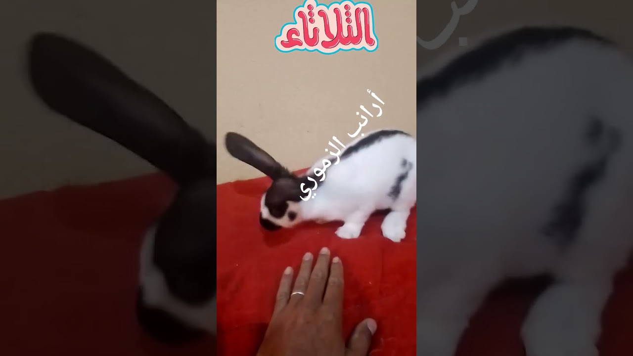 البابيو العملاق الفرنسي الحقيقي عند الزموري ..مدينة تيفلت..0670694264