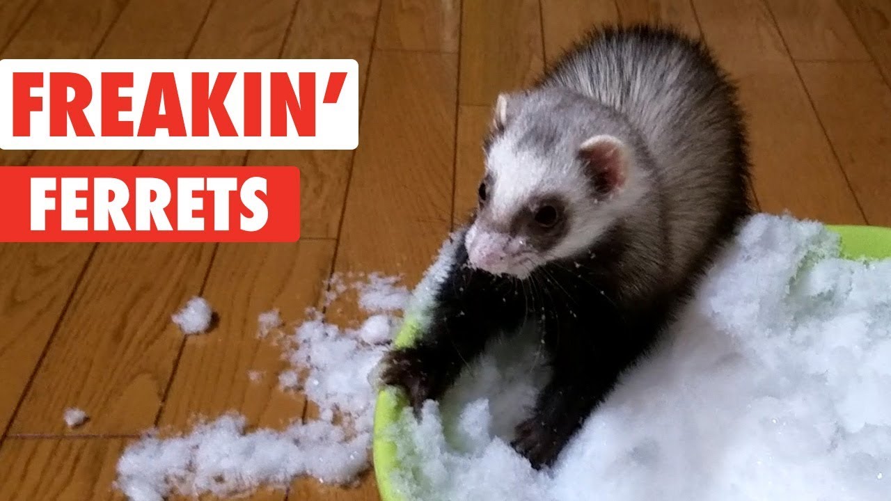 Freakin' Ferrets | Funny Pet Video Compilation