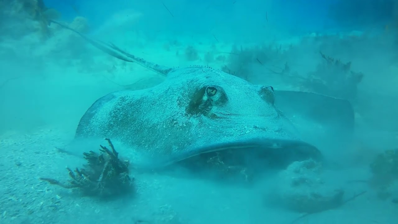 Field test with the Apple iPhone 11 in SeaLife SportDiver housing