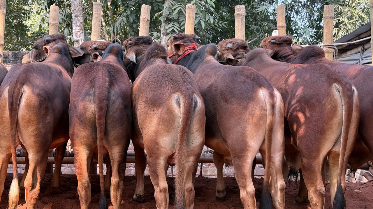 পানির দামে লটে ১২ পিস শাহিওয়াল গরু কিনুন। ২০২৬ কোরবানি গরু। রাজশাহী সিটি হাট 