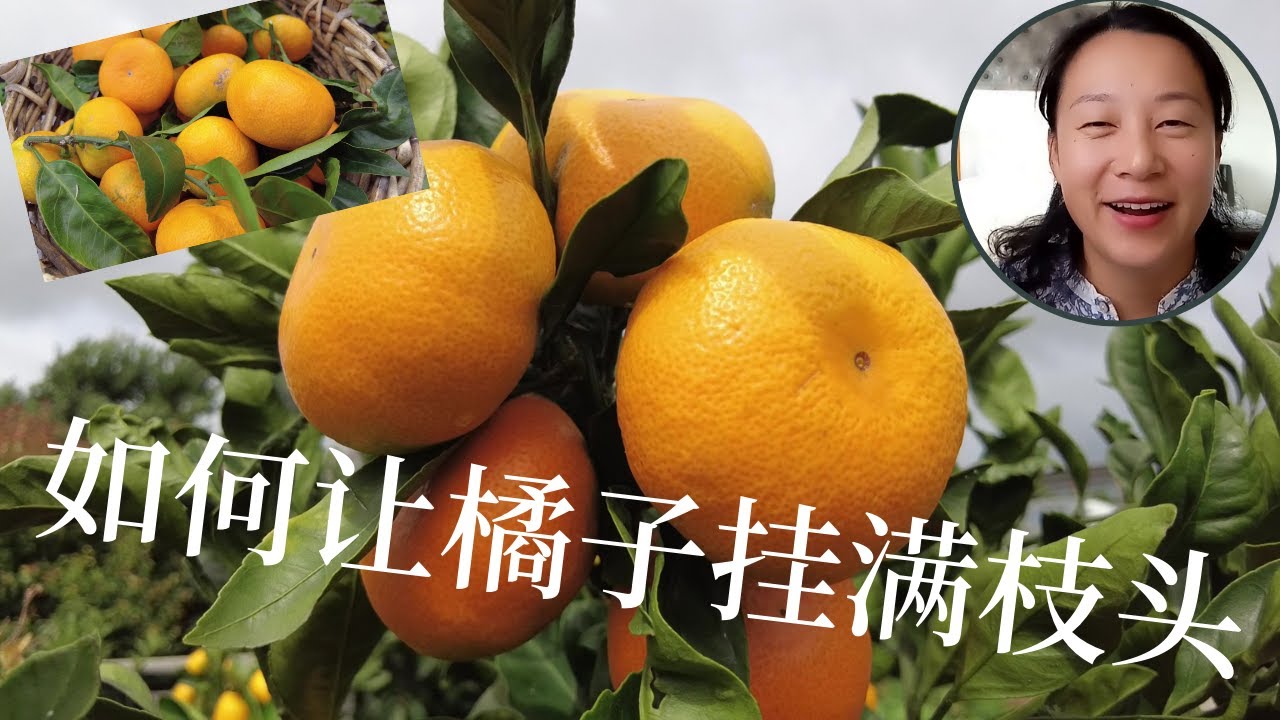 怎么种橘子树，怎样让柑橘类多结果，橘子大丰收的经验分享