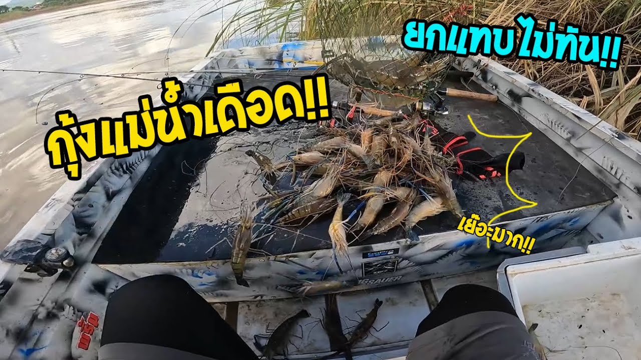 ตกกุ้งแม่น้ำ!! หมายวันนี้กุ้งชุมเย๊อะมาก อย่างเดือด!! จับดี ยกแทบไม่ทัน - เทคนิค หมาย เหยื่อ ตกกุ้ง