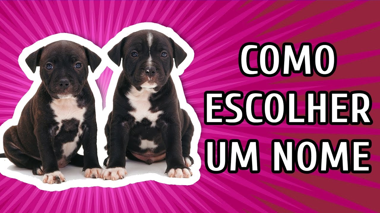NOMES PARA CACHORROS | COMO ESCOLHER O NOME IDEAL