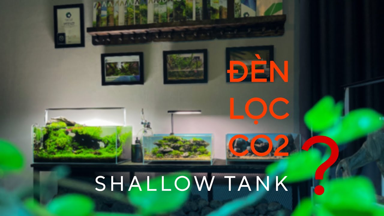Hồ thuỷ sinh SHALLOW TANK là gì?