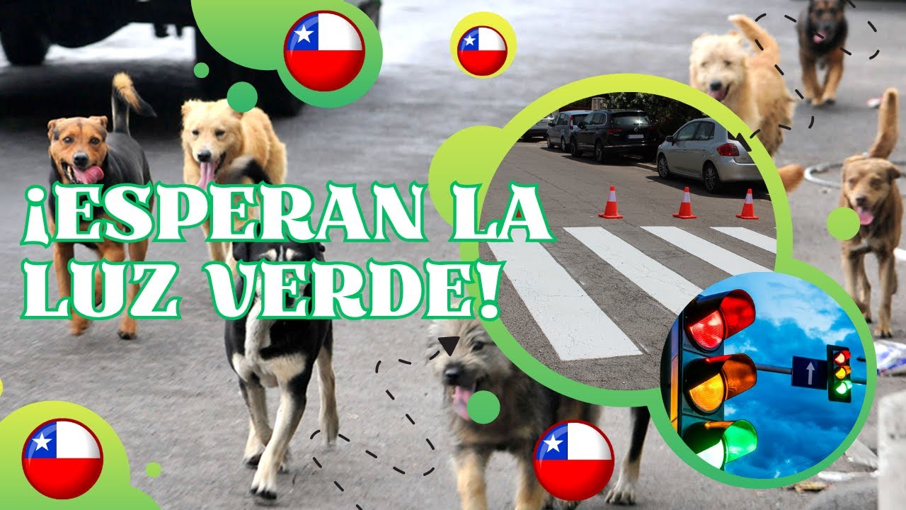 Los perros callejeros de Chile que respetan el paso de cebra