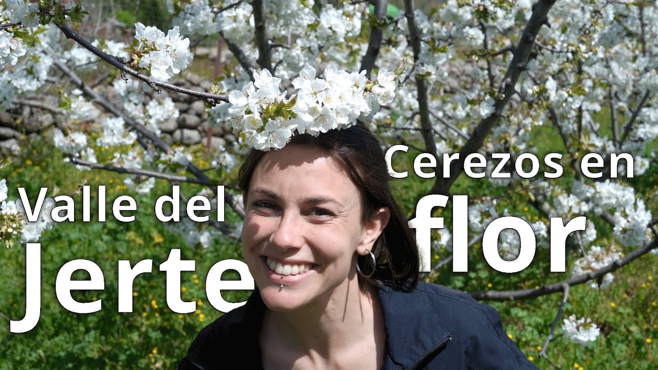 🍒VALLE DEL JERTE, todo lo que debes saber 😇 - CEREZO en FLOR 💮