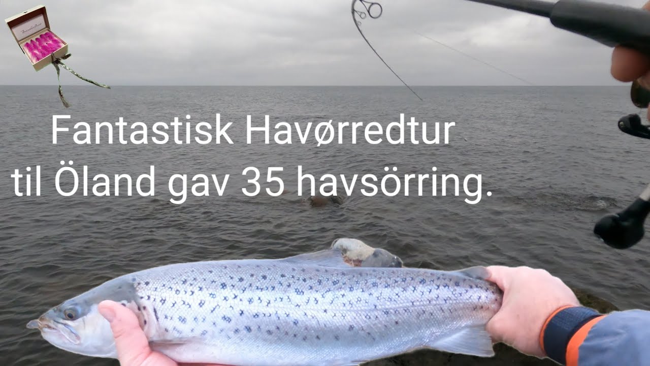 Havørred /Havsöring tur til Öland.