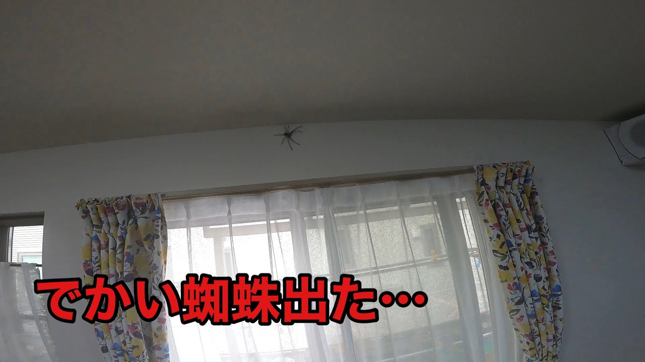 部屋にでかい蜘蛛（アシダカグモ？）が出て大パニック…