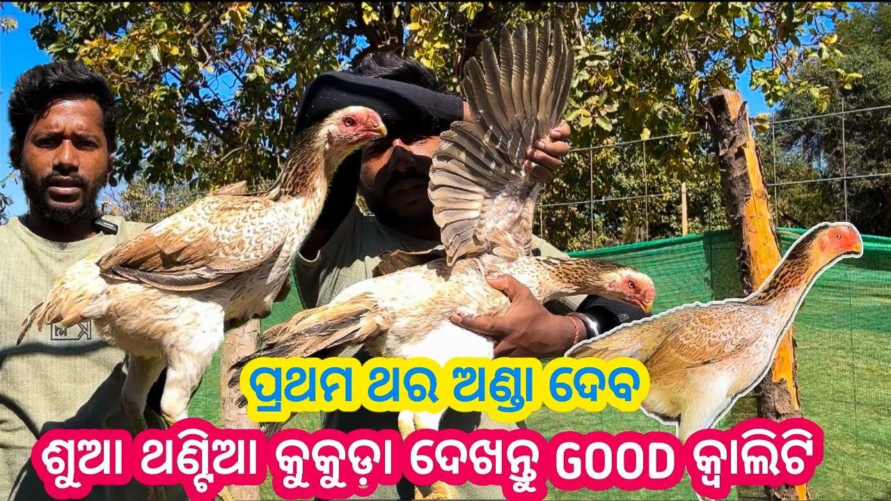 Parrot Murgi Top Quality Tamilnadu Breed My Own lineage !! Pehli Bar Ande Dene Wali Hai