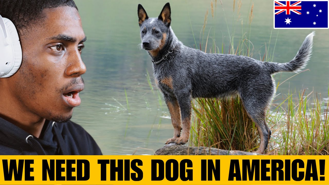 American Reacts to the Australian Cattle Dog || 10 Amazing Heeler Facts