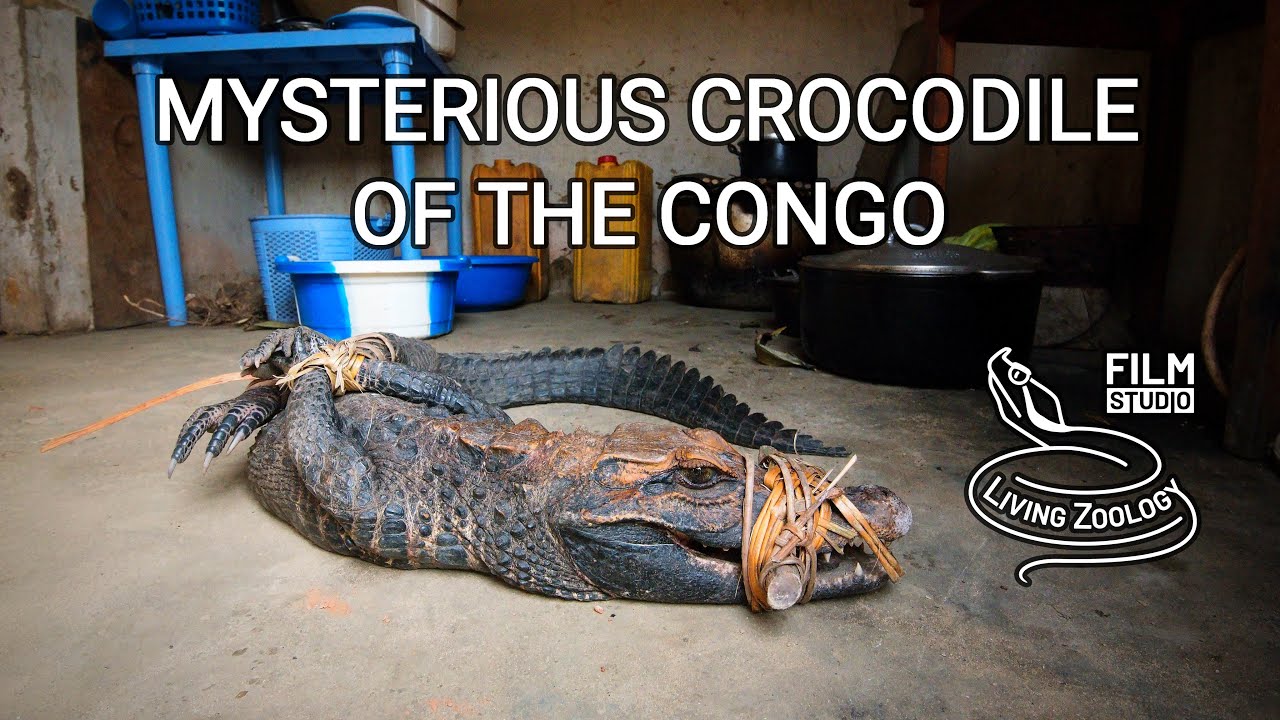 Mysterious Crocodile of the Congo - documentary film about new species of reptile and bushmeat