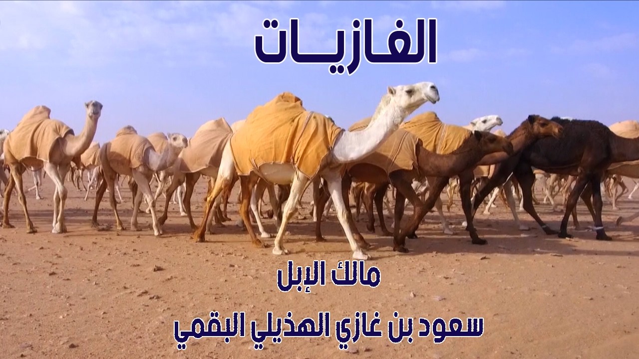 منقية الغازيات | مالك الإبل /  سعود بن غازي الهذيلي البقمي ( 2021 م )
