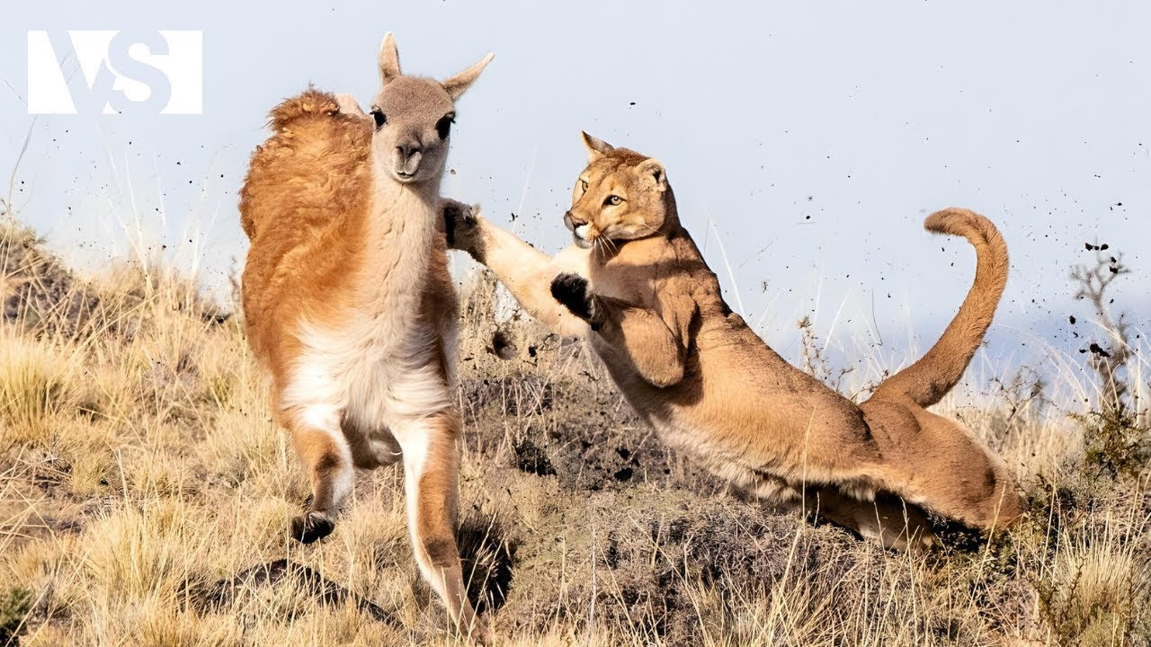 PATAGONIA | Creaturi ascunse în cea mai sălbatică zonă a planetei – Documentar despre animale