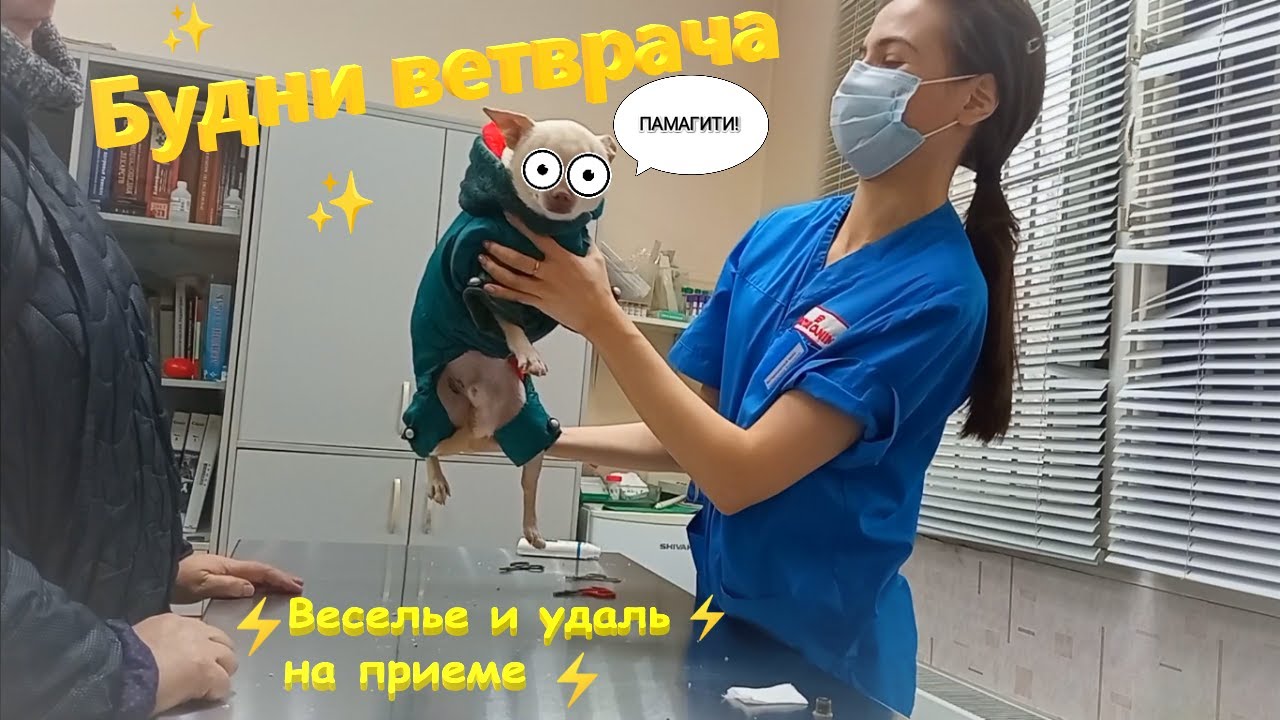 Ветеринарные будни! Прием №1