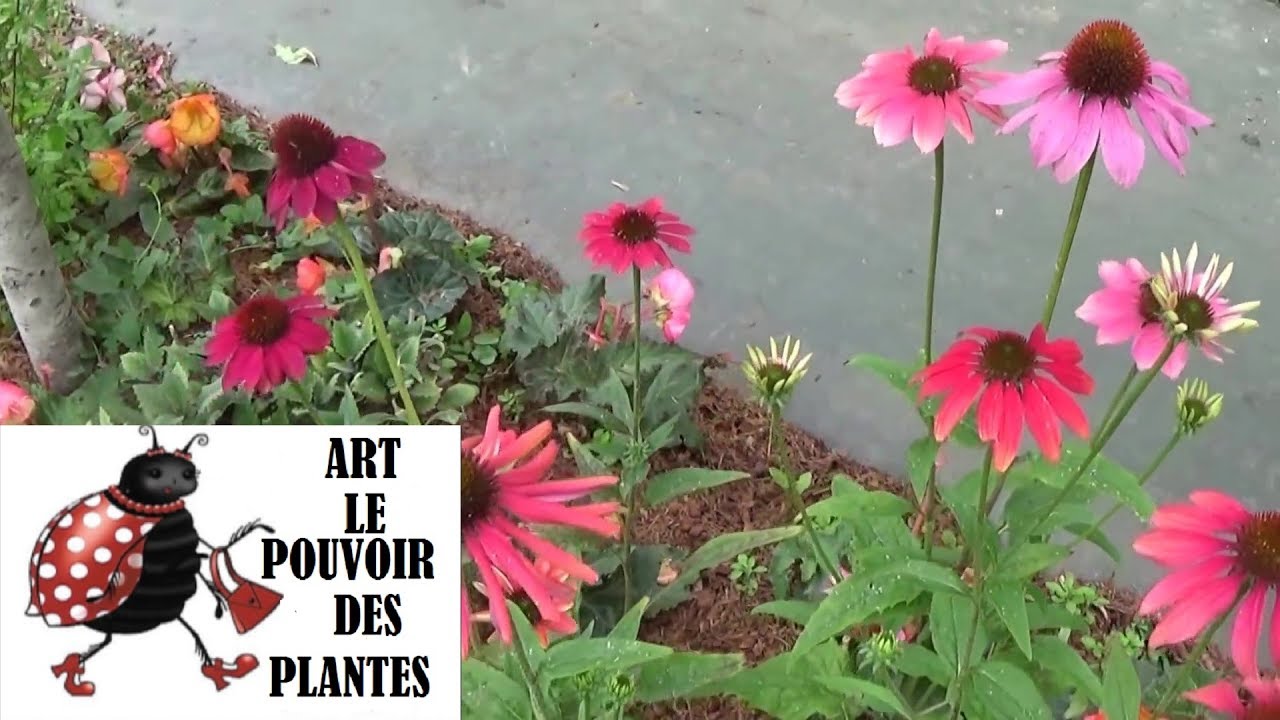 chaine tv de Jardinage: echinacea cheyenne spirit: Comment faire un Semis: plante vivace