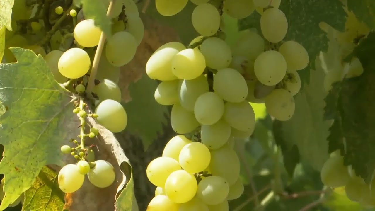 СУНГУРЛАРЕ И ХАЙРЕДИН - ВИНА, РАКИИ, СТАДА, ДОМОВЕ ЗА СТАРИ ХОРА, СПОРТНИ ПЛОЩАДКИ И ДЕТСКИ ГРАДИНИ