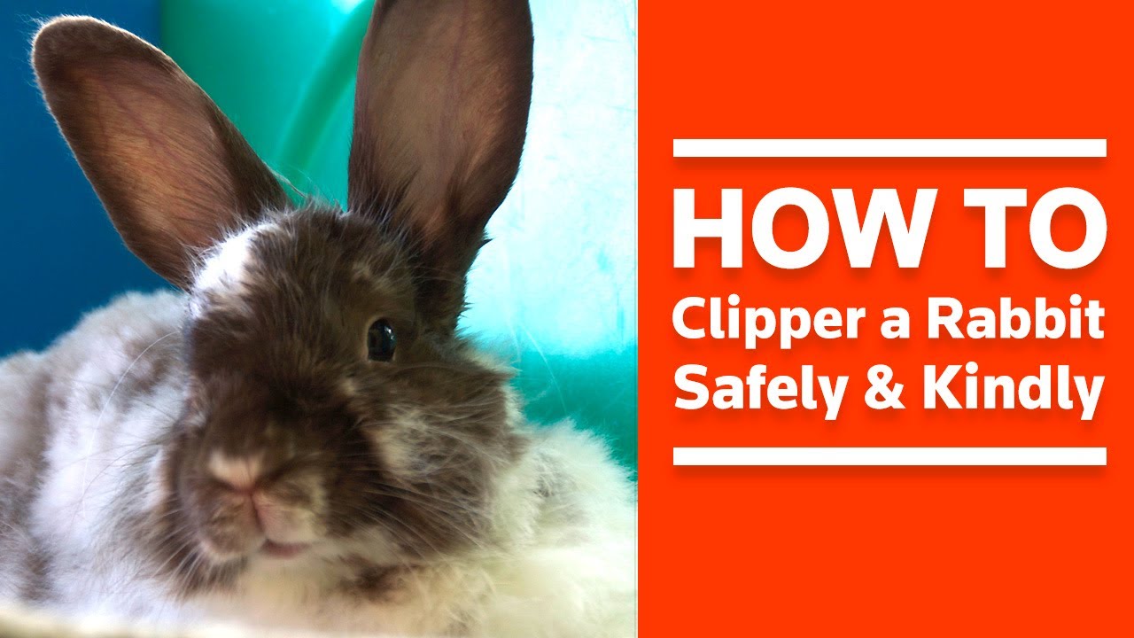 How To Clipper A Rabbit Safely and Kindly