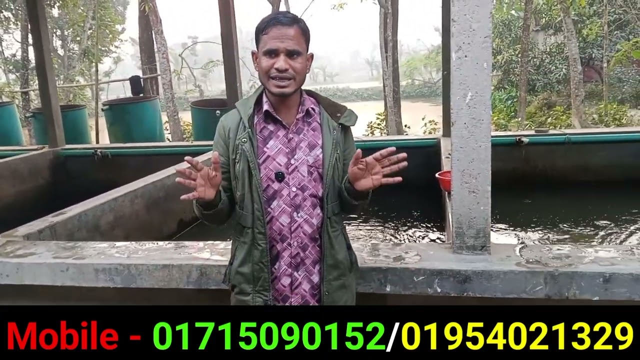 সরাসরি মাছের হ্যাচারি এন্ড নাসারি পাঙ্গাস মাছের টুনা/01715090152