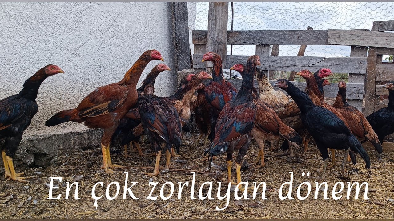 Bir yavru kolay yetişmiyor / Yavrular zor bir dönemden geçiyor
