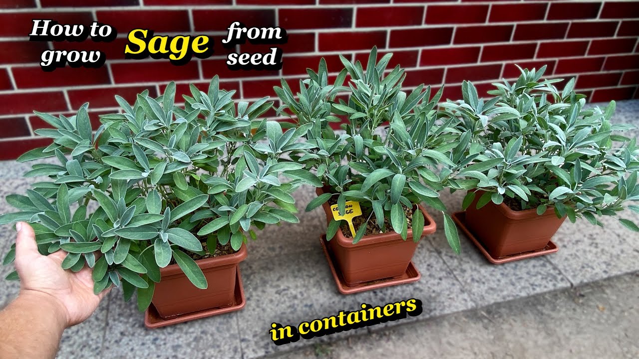 Growing Sage from Seed in Pots - Step by Step